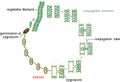 Life Cycle and lateral conjugation of Spirogyra charophyte green algae